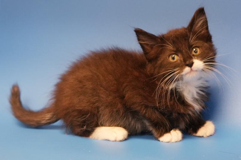 Jimmy is a joyful floofy floof!  THERAPY kitten already!!