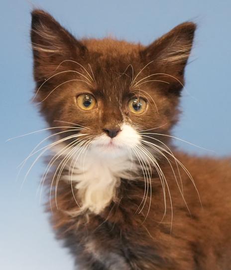 Jimmy is a joyful floofy floof!  THERAPY kitten already!!