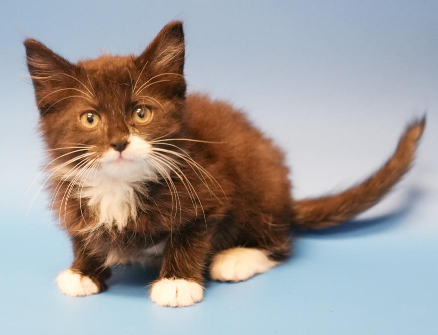 Jimmy is a joyful floofy floof!  THERAPY kitten already!!