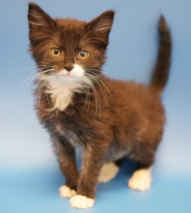 Jimmy is a joyful floofy floof!  THERAPY kitten already!!