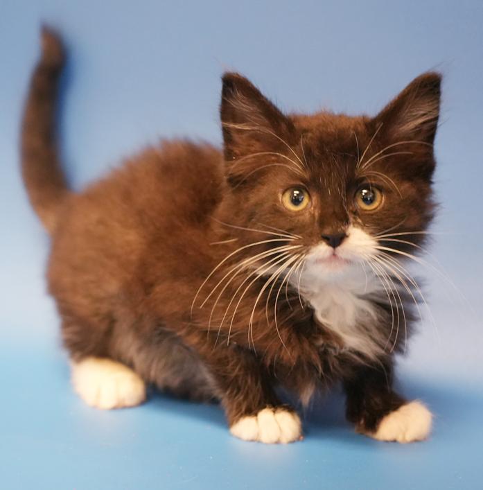 Jimmy is a joyful floofy floof!  THERAPY kitten already!!