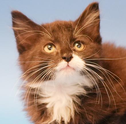 Jimmy is a joyful floofy floof!  THERAPY kitten already!!