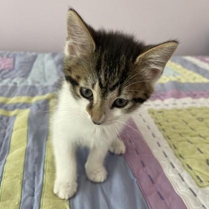 Enlarge Mary, an adopted Domestic Short Hair in Phoenixville, PA image 1/1