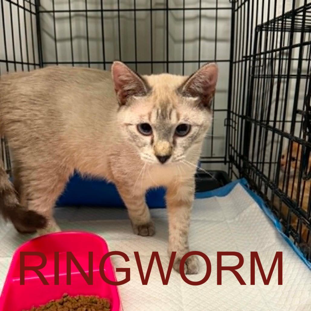 Plano, Adoptable, Kitten Male Domestic Short Hair.