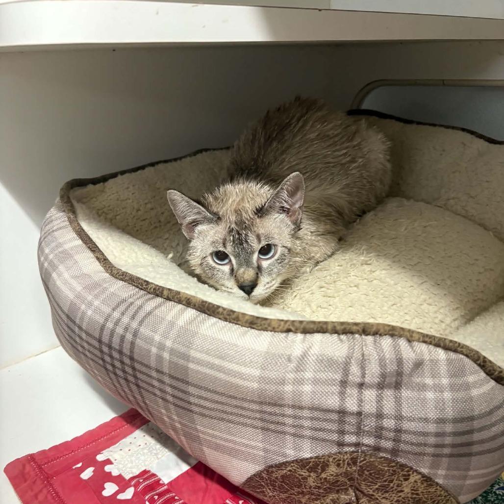 Enlarge Plano, a Adoptable Domestic Short Hair in Stephenville, TX image 2/4