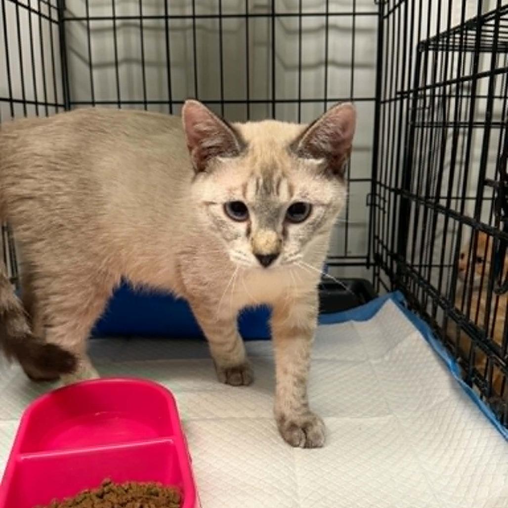 Enlarge Plano, a Adoptable Domestic Short Hair in Stephenville, TX image 3/4