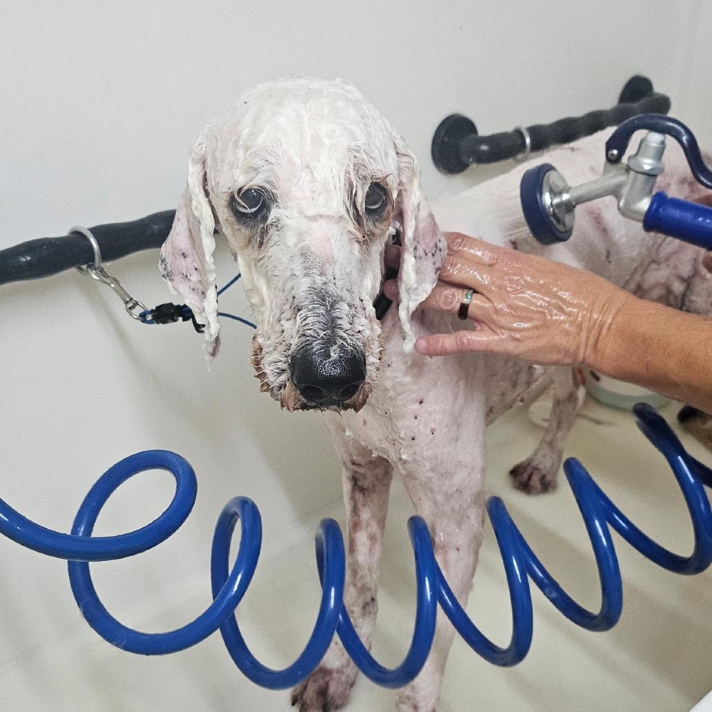 Enlarge Cauliflower C-34129, a Adoptable Poodle in Oklahoma City, OK image 1/2