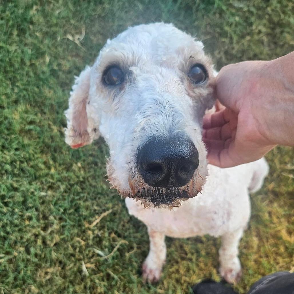 Enlarge Cauliflower C-34129, a Adoptable Poodle in Oklahoma City, OK image 2/2