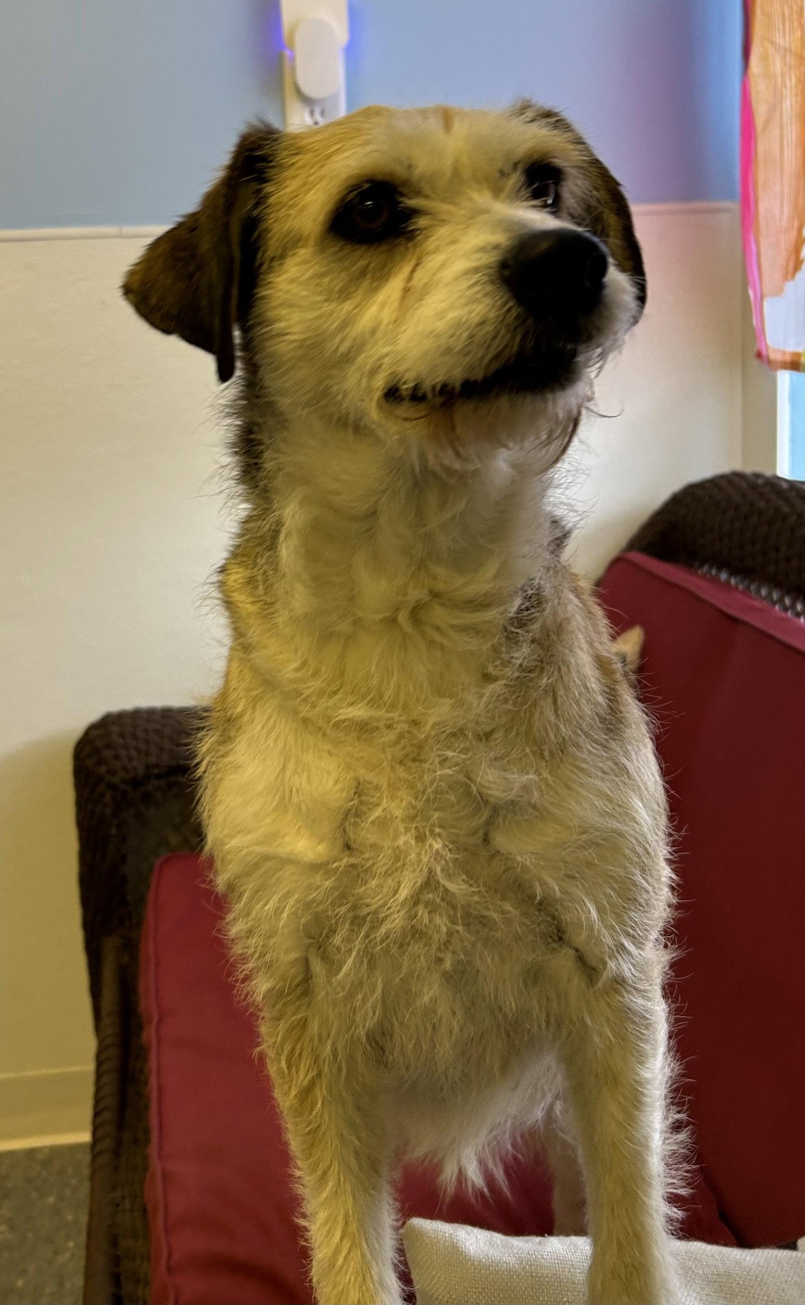 Enlarge Clover, a Adoptable Schnauzer in Steeleville, IL image 1/3