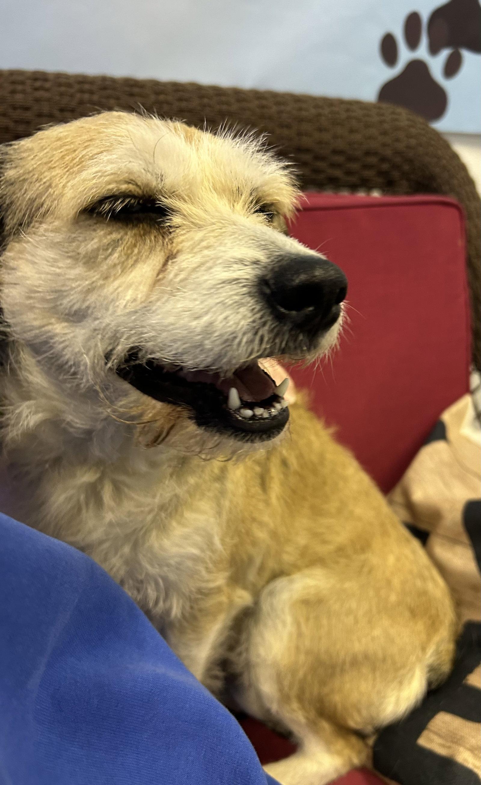 Enlarge Clover, a Adoptable Schnauzer in Steeleville, IL image 2/3