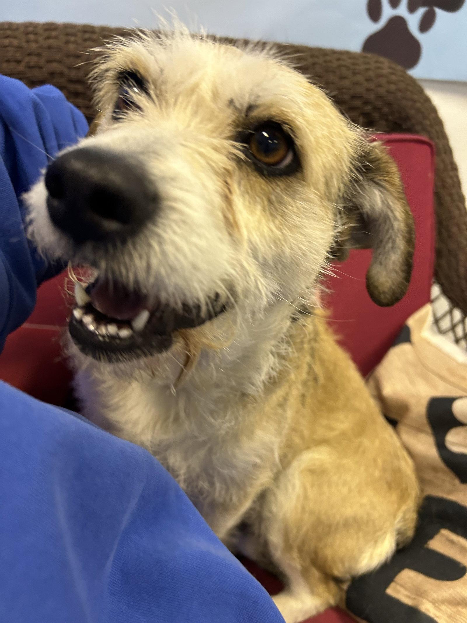 Enlarge Clover, a Adoptable Schnauzer in Steeleville, IL image 3/3