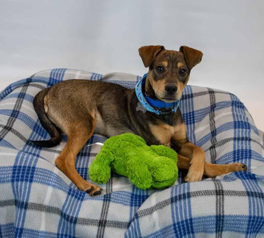 Enlarge Lenny, an adopted mixed breed in Kennesaw, GA image 5/6