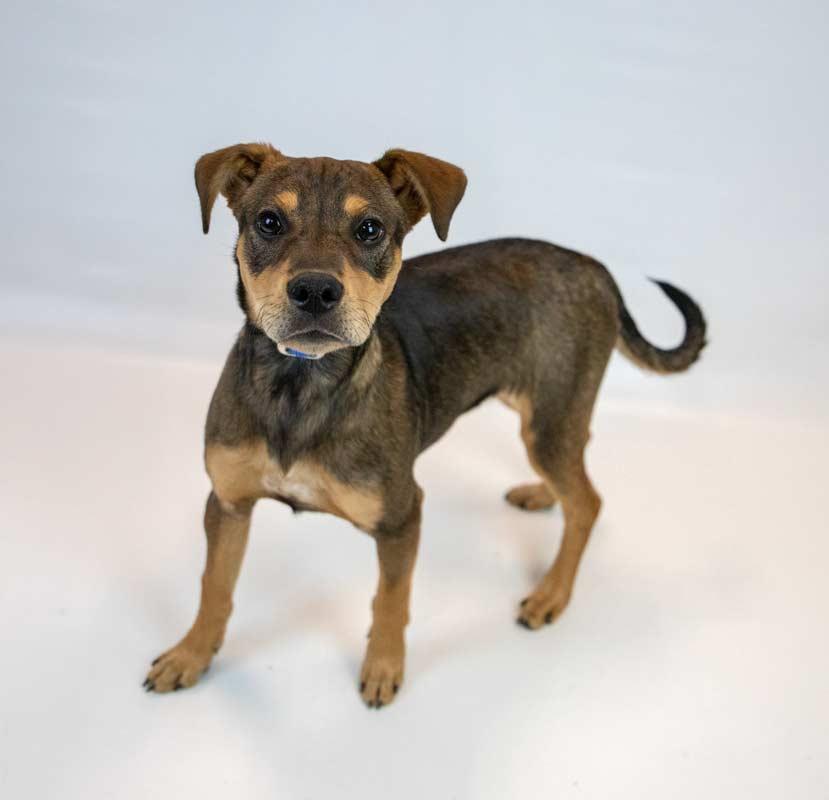 Enlarge Lenny, an adopted mixed breed in Kennesaw, GA image 4/6