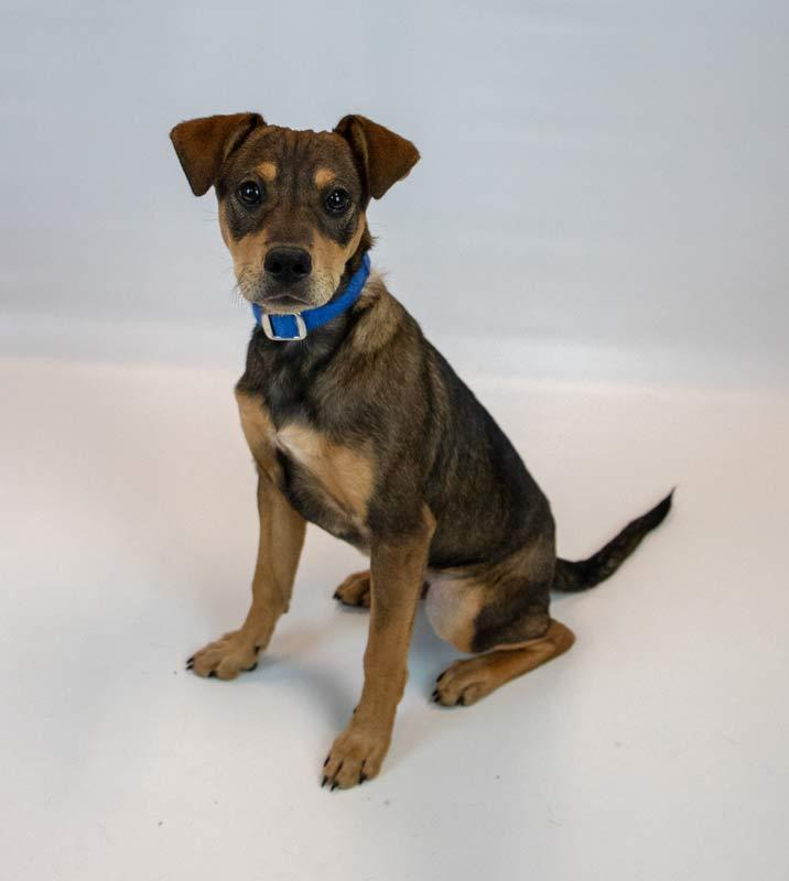 Enlarge Lenny, an adopted mixed breed in Kennesaw, GA image 6/6