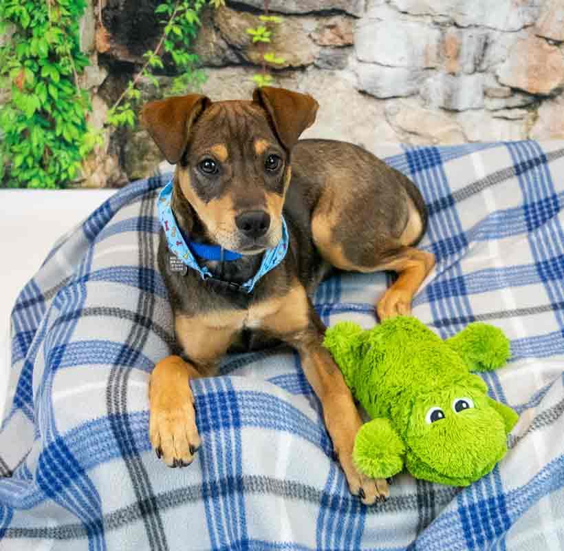 Enlarge Lenny, an adopted mixed breed in Kennesaw, GA image 2/6