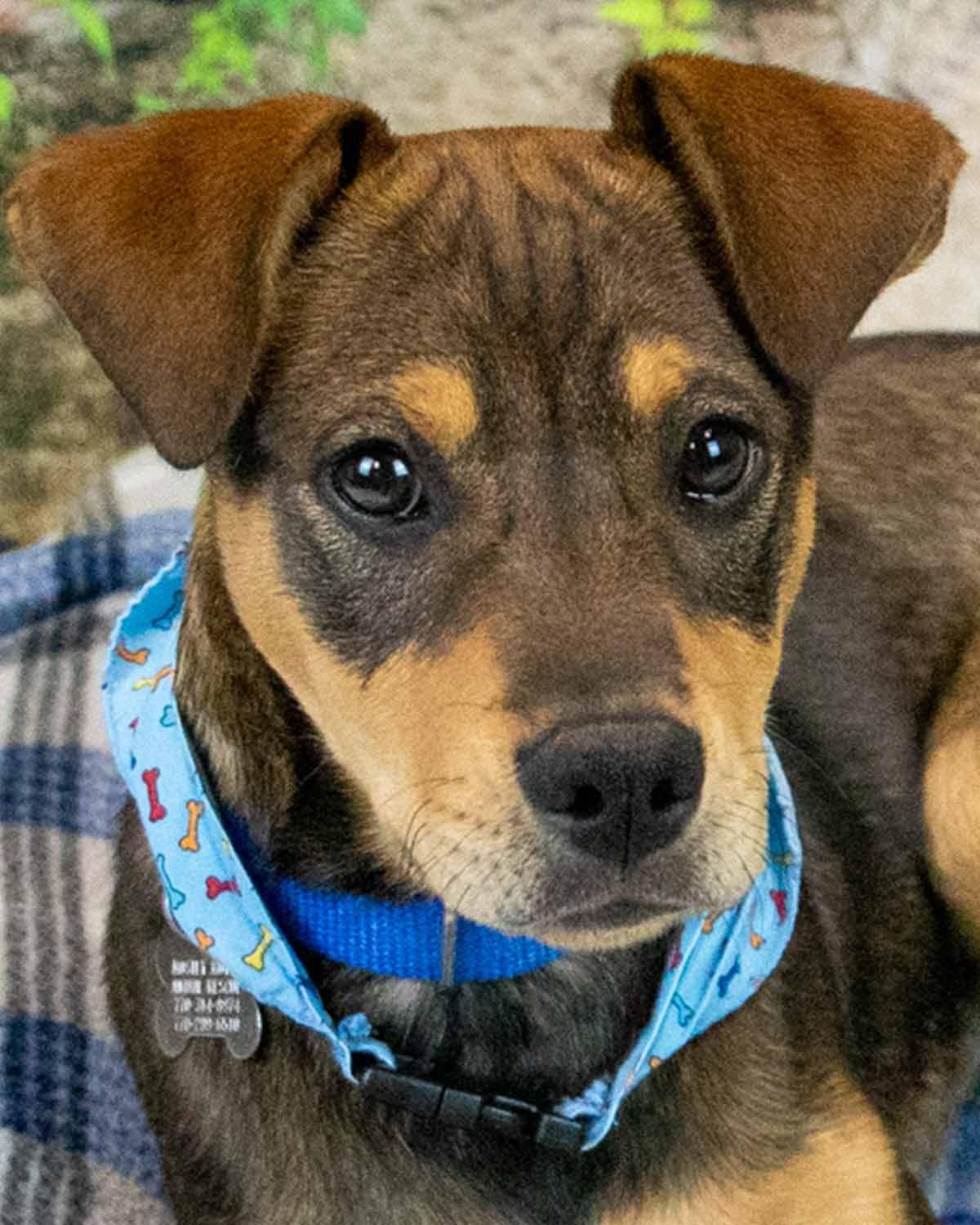 Enlarge Lenny, an adopted mixed breed in Kennesaw, GA image 1/6