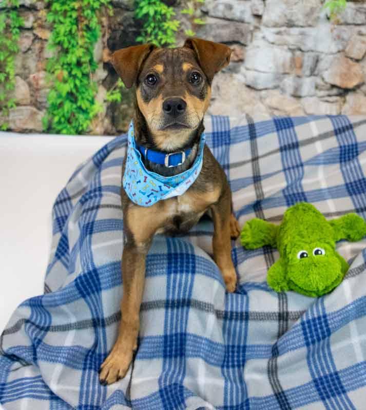 Enlarge Lenny, an adopted mixed breed in Kennesaw, GA image 3/6