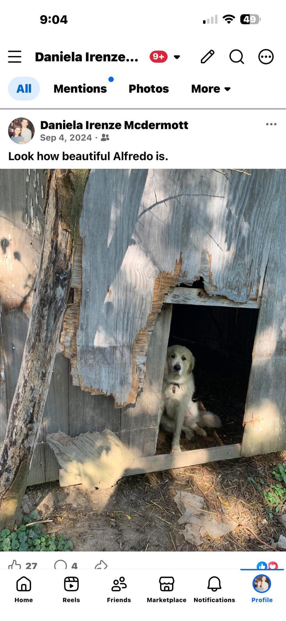 Enlarge Alfredo (CP), a ADOPTABLE Great Pyrenees in Clinton, IL image 2/4