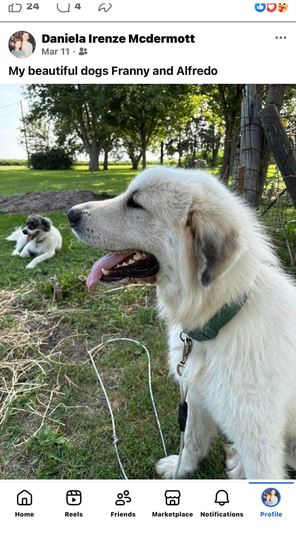 Enlarge Alfredo (CP), a ADOPTABLE Great Pyrenees in Clinton, IL image 4/4