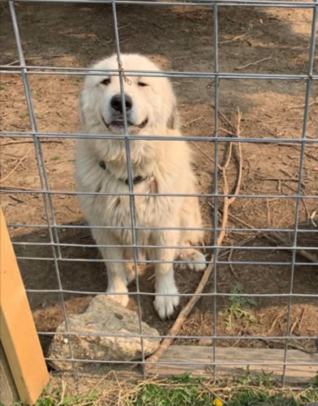 Alfredo (CP), ADOPTABLE, Adult Male Great Pyrenees.