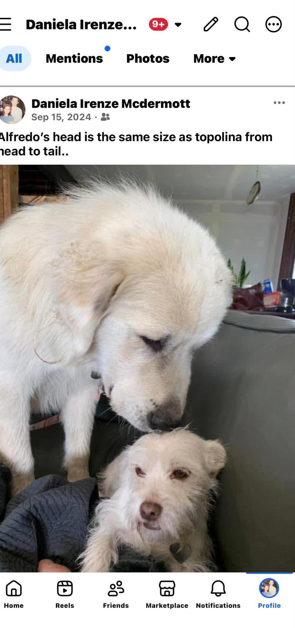 Enlarge Alfredo (CP), a ADOPTABLE Great Pyrenees in Clinton, IL image 3/4