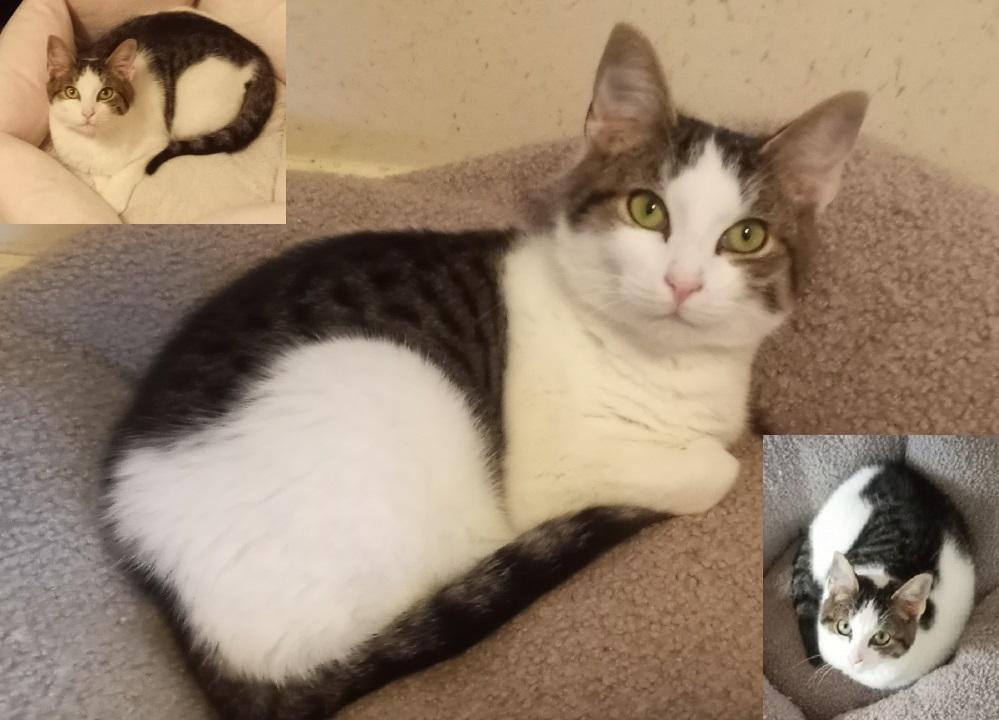 Munchkin URGENT - FOSTER NEEDED!, a Adoptable mixed breed in Cookeville, TN image 2/6