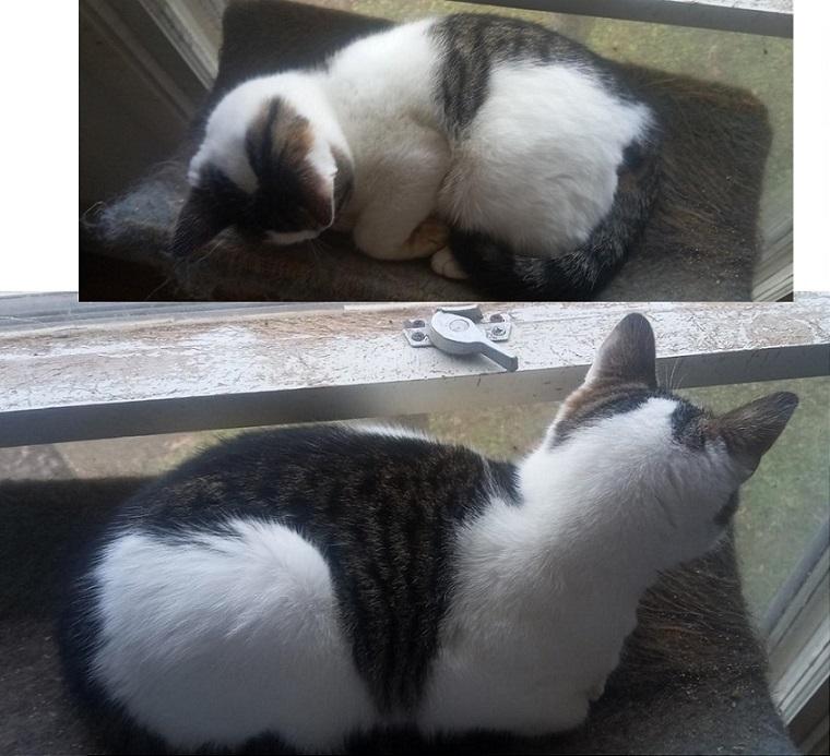 Munchkin URGENT - FOSTER NEEDED!, a Adoptable mixed breed in Cookeville, TN image 4/6