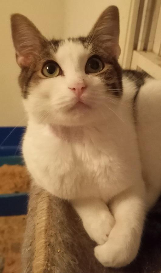 Munchkin URGENT - FOSTER NEEDED!, Adoptable, Young Male Domestic Short Hair & Tabby.