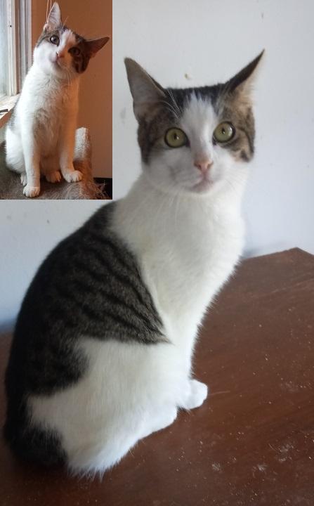 Munchkin URGENT - FOSTER NEEDED!, a Adoptable mixed breed in Cookeville, TN image 3/6
