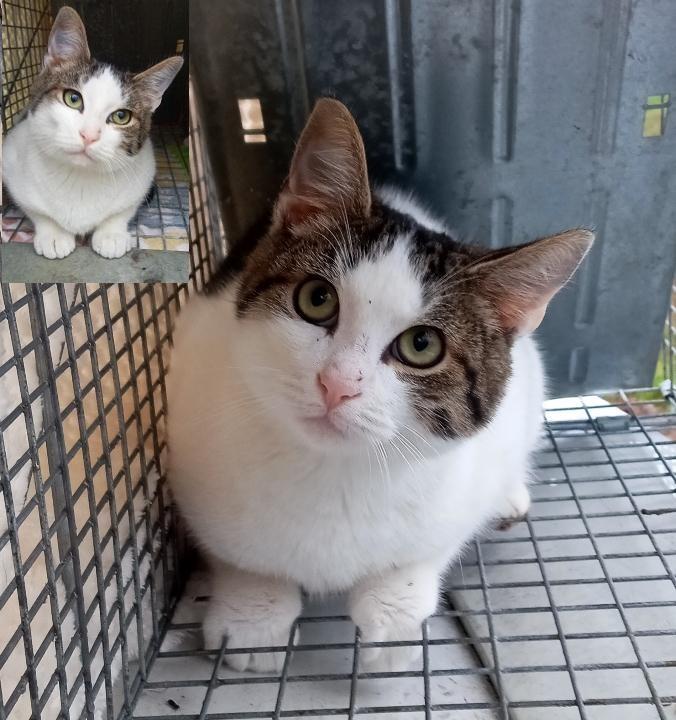 Munchkin URGENT - FOSTER NEEDED!