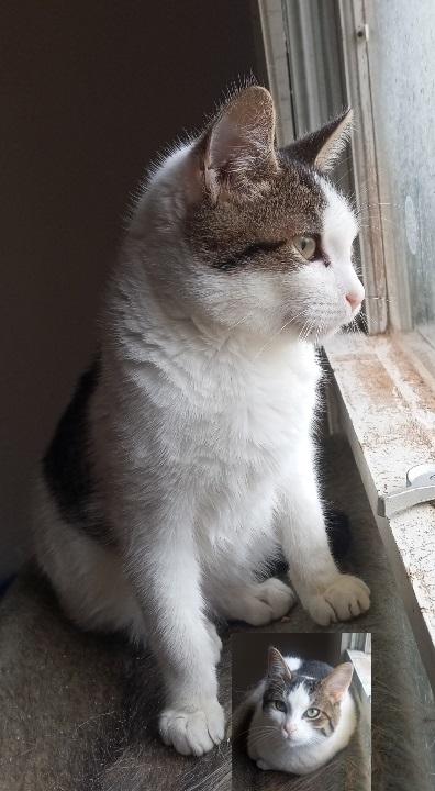 Munchkin URGENT - FOSTER NEEDED!, a Adoptable mixed breed in Cookeville, TN image 5/6