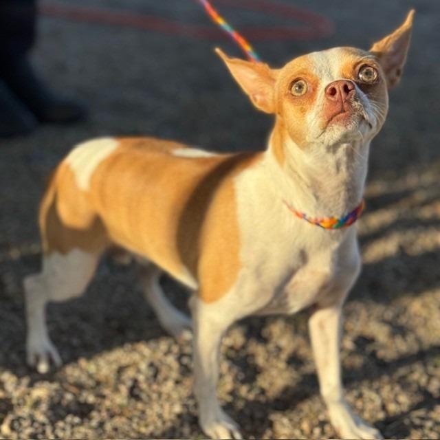 Daisy, Adoptable, Adult Female Chihuahua & Jack Russell Terrier.