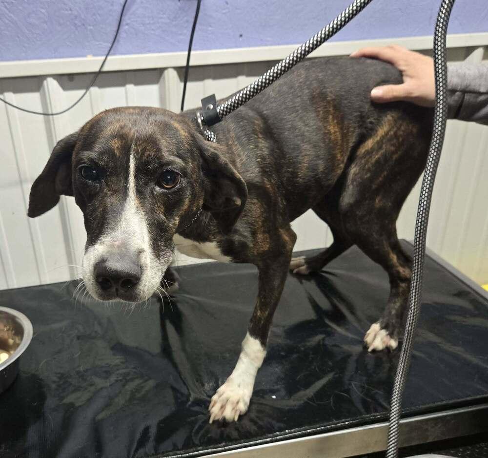 Alyssa, Adoptable, Young Female Plott Hound.