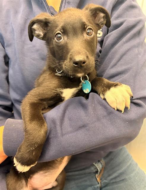 Enlarge DR HUANG, a Adoptable mixed breed in Leesburg, VA image 1/1