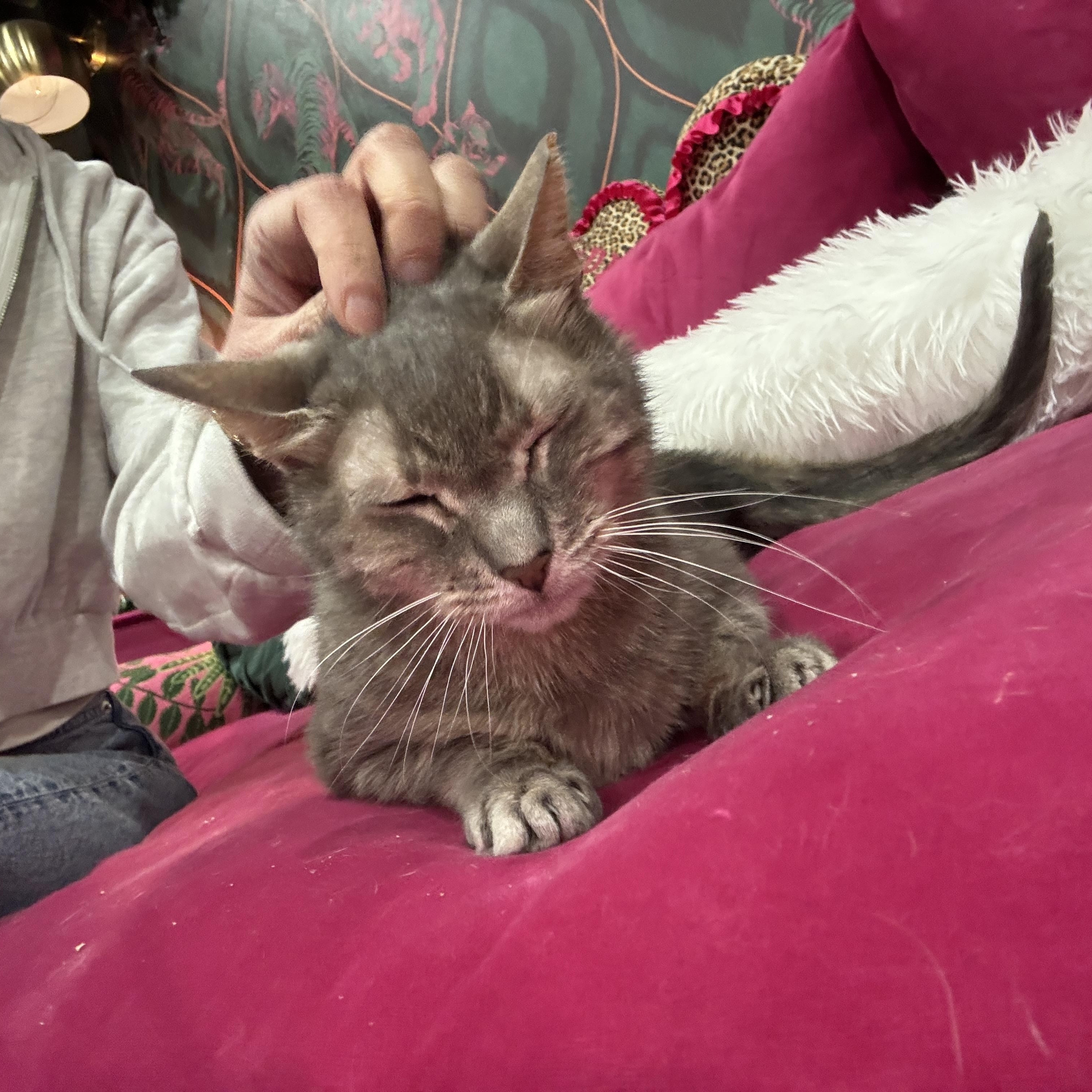Enlarge Mimi - bonded to Midnight, a Adoptable Domestic Short Hair in Kennebunk , ME image 4/6