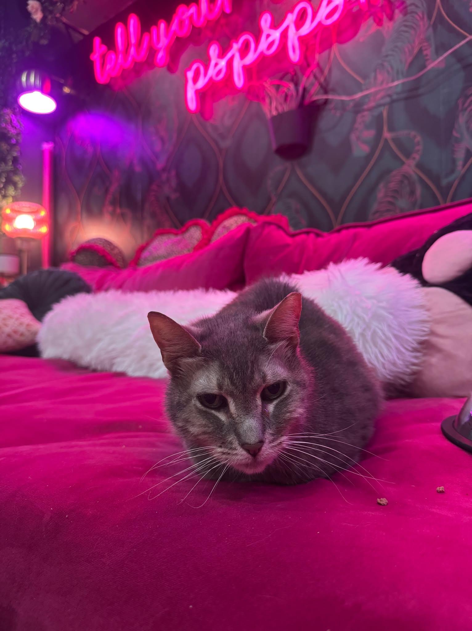 Enlarge Mimi - bonded to Midnight, a Adoptable Domestic Short Hair in Kennebunk , ME image 6/6