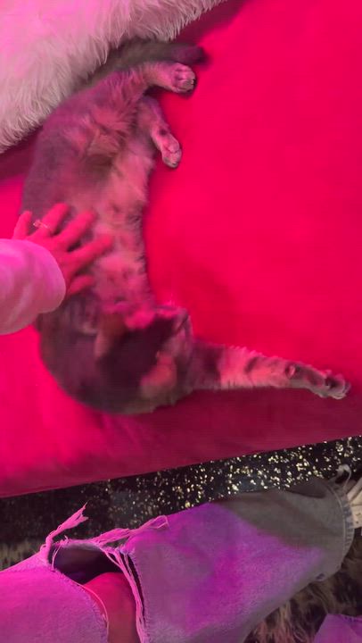 Enlarge Mimi - bonded to Midnight, a Adoptable Domestic Short Hair in Kennebunk , ME video 2/6