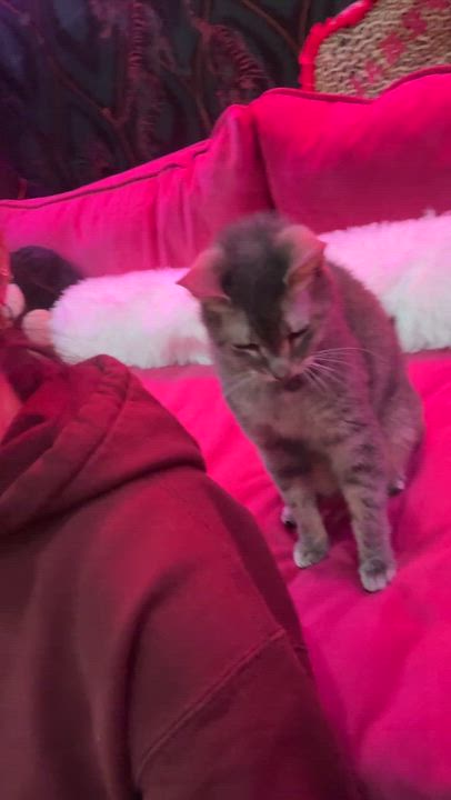 Enlarge Mimi - bonded to Midnight, a Adoptable Domestic Short Hair in Kennebunk , ME video 3/6
