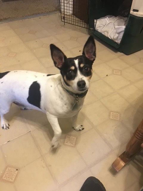 Enlarge Rascal - “My Home to Yours”, a Adoptable Rat Terrier in Rustburg, VA image 1/1