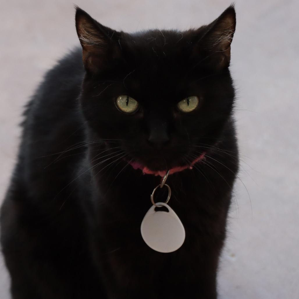 Fabiana, Adoptable, Senior Female Domestic Short Hair.