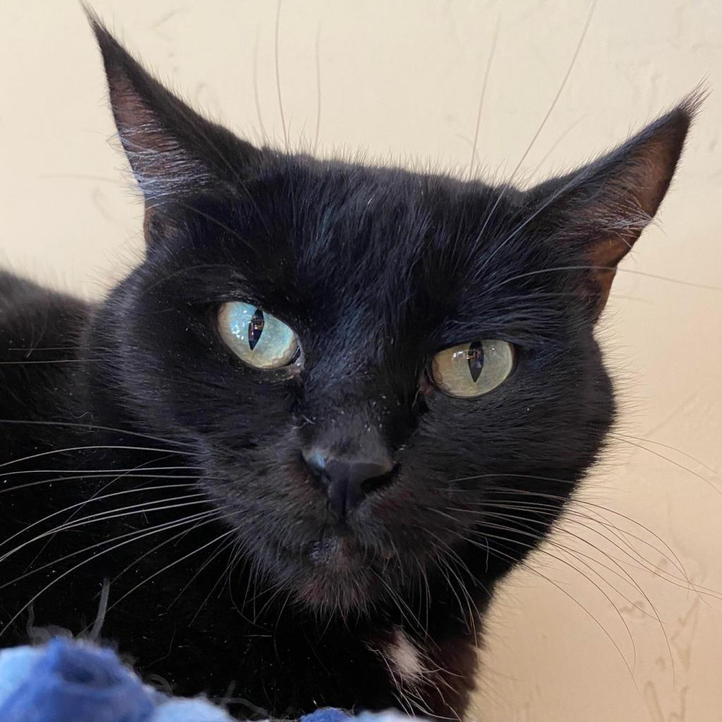 Enlarge Fabiana, a Adoptable Domestic Short Hair in Tucson, AZ image 2/4