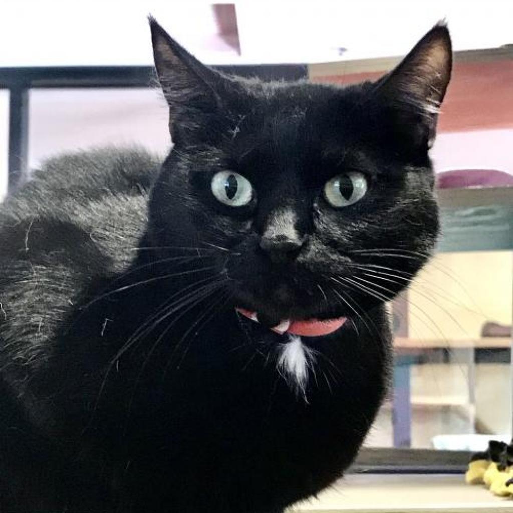 Enlarge Fabiana, a Adoptable Domestic Short Hair in Tucson, AZ image 4/4