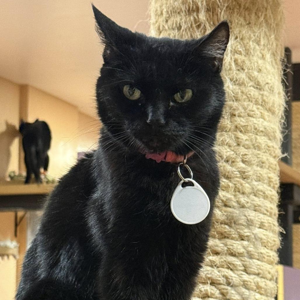 Fabiana, a Adoptable Domestic Short Hair in Tucson, AZ image 5/5
