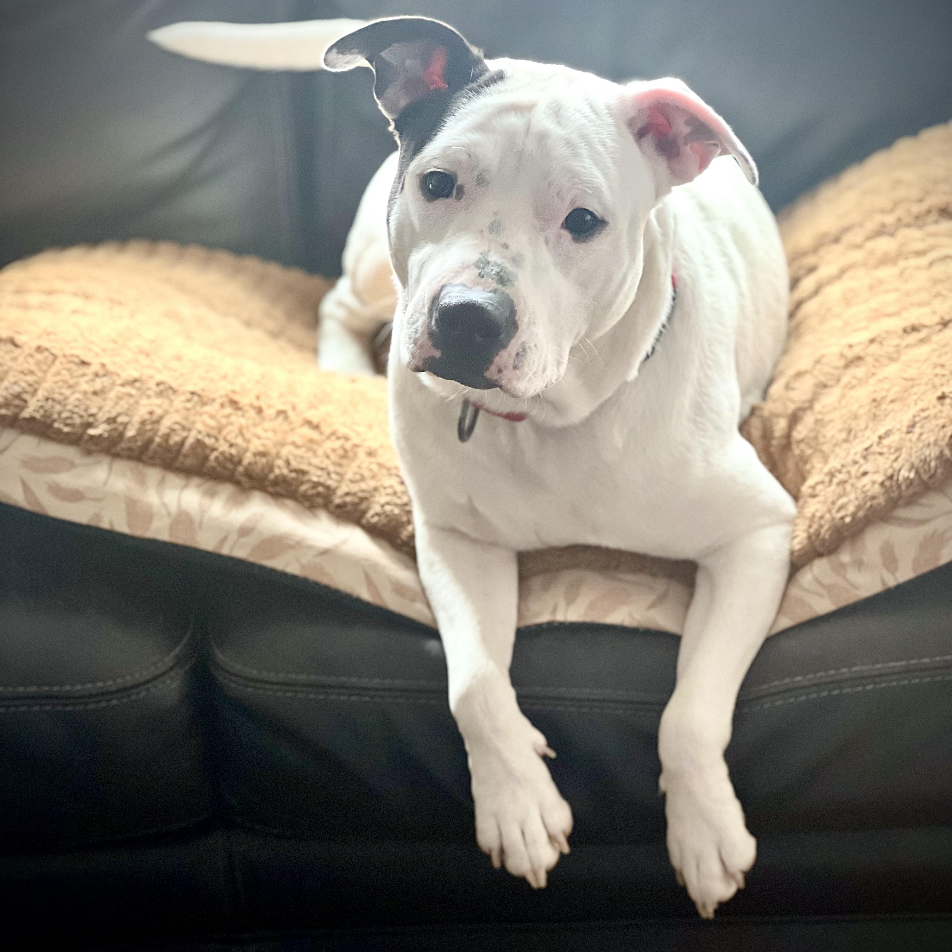 Pepper Pants
