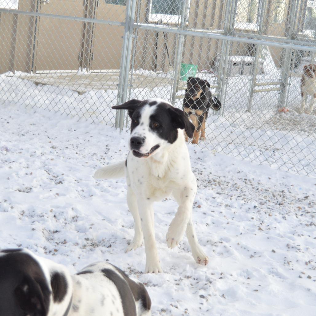 Everest, Adoptable, Young Male Saint Bernard.
