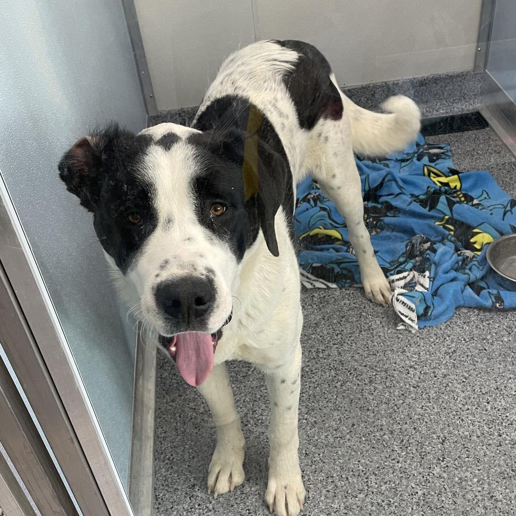 Everest, Adoptable, Young Male Saint Bernard.