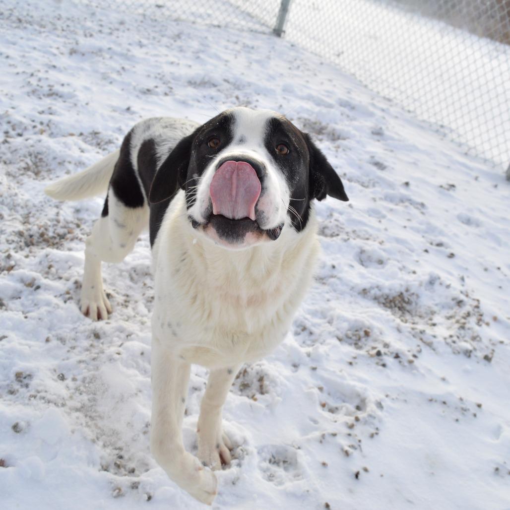 Enlarge Everest, a Adoptable Saint Bernard in North Battleford, SK image 2/6