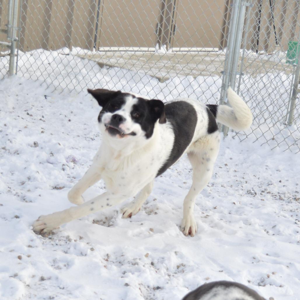 Enlarge Everest, a Adoptable Saint Bernard in North Battleford, SK image 3/6