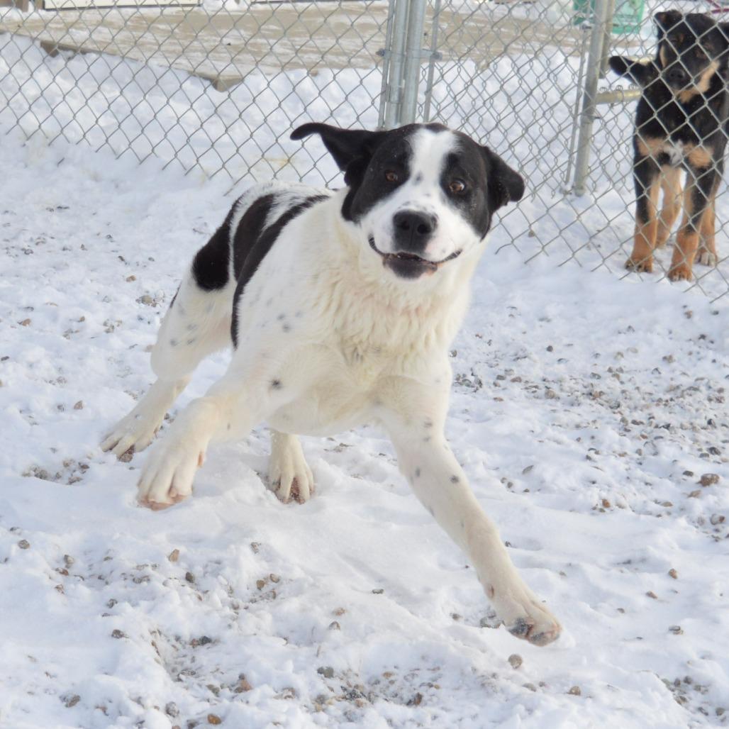 Enlarge Everest, a Adoptable Saint Bernard in North Battleford, SK image 4/6