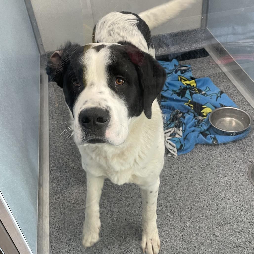 Enlarge Everest, a Adoptable Saint Bernard in North Battleford, SK image 5/6
